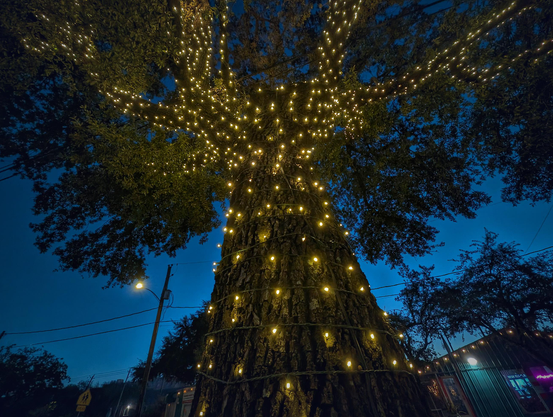 Predawn lighting. At the base of an oak tree looking up. The trunk and main branches are decorated in tiny white lights. The tree foliage is black and the sky beyond is dark blue.