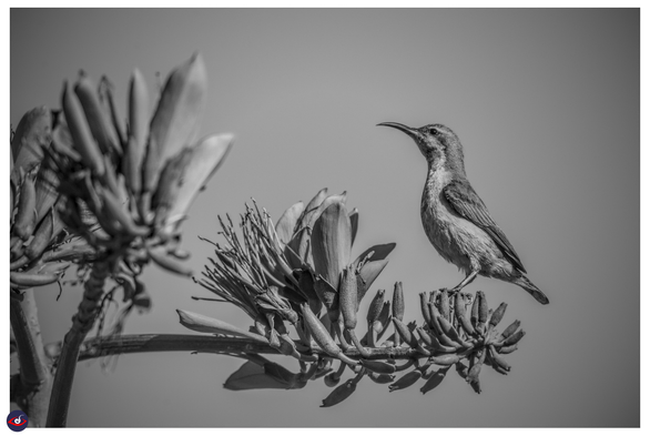 monochrome photograph of a small bird looking up, while sitting on small flower bud in front of a bloomed flower. 