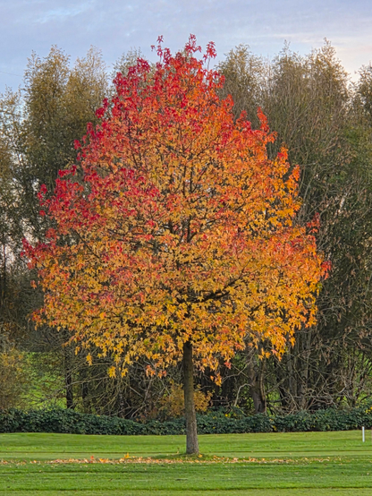 das bild zeigt einen einzelnen baum auf einer kurz geschnittenen grünen wiese. der baum steht aufrecht mit einem schmalen stamm und einer dichten, rundlichen krone. seine blätter leuchten in kräftigen herbstfarben – unten überwiegt ein warmes gelb, das nach oben in orange und schließlich in ein intensives rot übergeht. der farbverlauf wirkt fast wie ein sanftes feuer in der krone. im hintergrund stehen dunklere bäume, was die leuchtenden farben des vorderen baums noch stärker hervorhebt. der himmel darüber ist hell und leicht bewölkt.