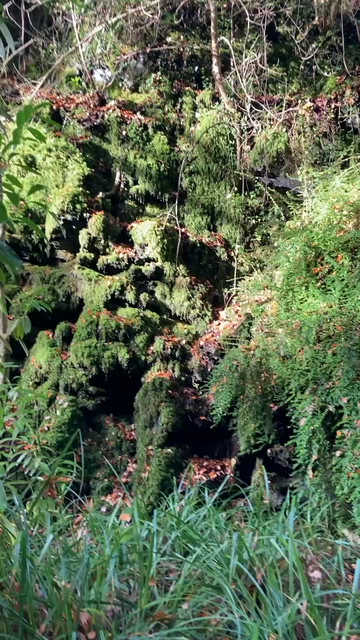 A video of an old cycle path railway line seen from my wheelchair.