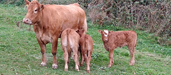 Auf der Wiese steht eine braune Mutterkuh mit ihren 3 braunen Kälbern. 2 versuchen am Euter zu trinken 1 steht daneben und schaut mit einer weißen Blesse Richtung Kamera 