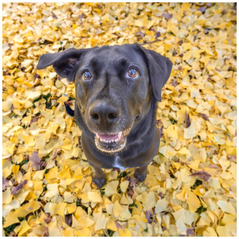 A black dog with a happy expression sits amidst a blanket of yellow and brown autumn leaves.