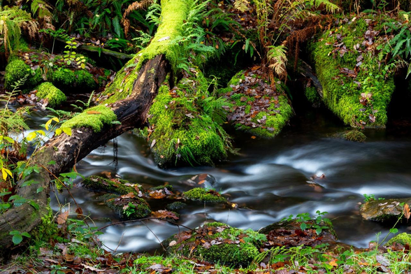 A photo of a stream in a forest. A small stream, almost able to jump across. But all the stones are covered in green moss and slippery fallen brown leaves. A fallen tree sits across the water covered in moss. Long exposure so the water is smoothed. Calm and relaxing. 