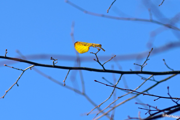 A sole yellow leaf on a tree branch against a blue sky. 