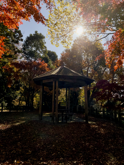 In the middle of the scene is a covered sitting area in deep shadow in a local park. The sides of the shelter are open, a bench can be seen beneath a pyramid shaped tiled roof and fallen leaves carpet the foreground. Blue sky is visible in a gap in the trees surrounding the shelter. Bright sunlight streams through the branches of one and the autumnal colors are resplendent. Most prominent are the burnished reds, oranges and lime yellows of Japanese Maples. 

Wish this had been today’s weather.