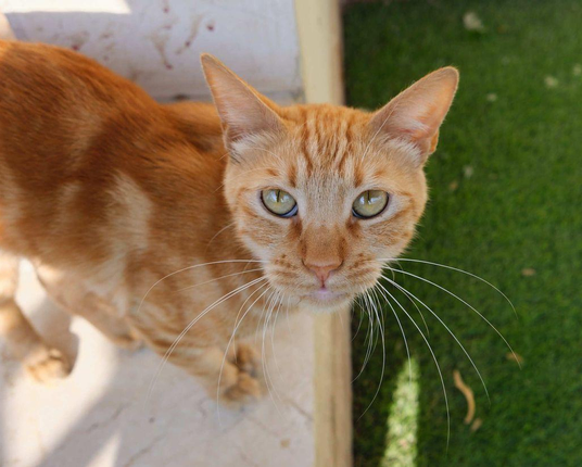 Photo of an orange tabby cat standing at the edge of a balcony. The cat is looking down the lens of the photographer's camera, its ears and whiskers on full display. 
