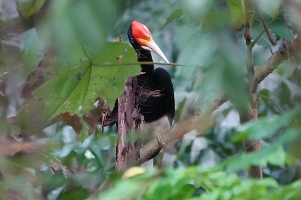 A large hornbill with a black body and white undersides. It has a long white bill and a red casque at the top of the head. It is perched on a branch deep in the forest.