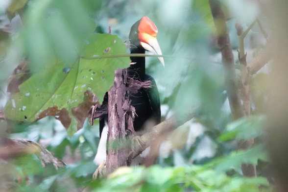 Another view of the hornbill from the same location.