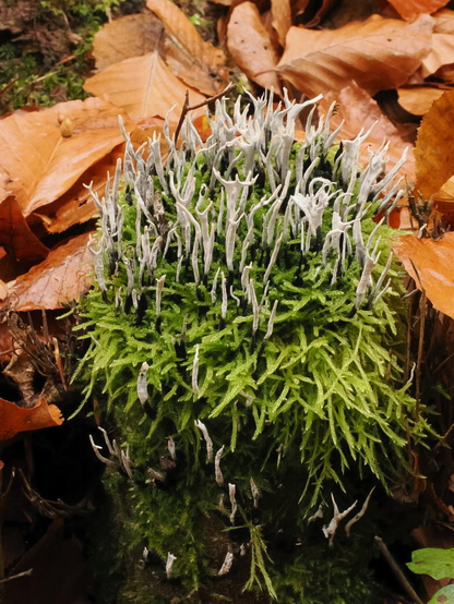Weiße, eher fadenförmige Pilze wachsen auf einem kleinen mit Moos bewachsenen Baumstumpf. Im Hintergrund ist braunes Herbstlaub.