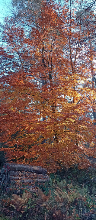Ein großer gelb orange leuchtender Laubbaum, der blaue Himmel leuchtet durch die Lücken, davor ein alter Baumstapel verziert mit einigen Herbstblättern. Im Vordergrund noch einige herbstliche Farne und Pflanzen 