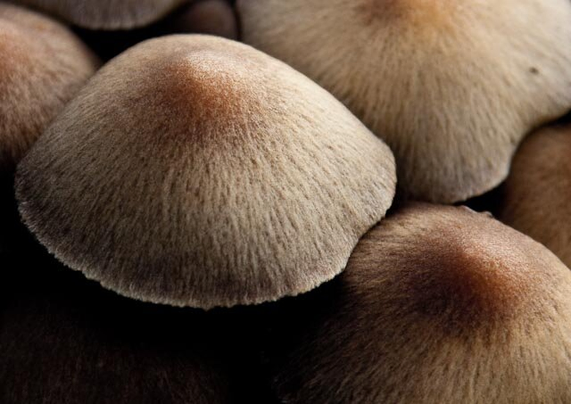 Macro photo of a cluster of small mushrooms, huddled together. The photo was taken from above and from the side. On the left and center, the cap of a mushroom largely fills the frame. It is pale white with fine white hairs and has a very smooth, light brown tip, giving it the appearance of a nipple. Around it, on the top right and bottom right, are similar mushrooms huddled close together.
