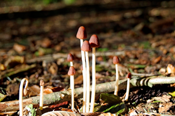 A bunch of tiny young Parasola conopilea, also known as the Conical Brittlestem mushrooms standing tall in late autumn forest, illuminated by strong morning sunshine from the side as the Sun lingers low on the horizon at this time of the year.