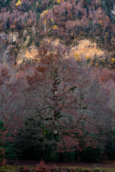 Español: un gran árbol de ramas desnudas y musgo verde se alza en medio del bosque, con una montaña rocosa y árboles otoñales al fondo.

English: a large tree with bare branches and green moss stands in the forest, with a rocky mountain and autumn-colored trees in the background.
