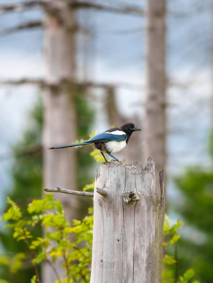 European magpie sitting on a dead tree