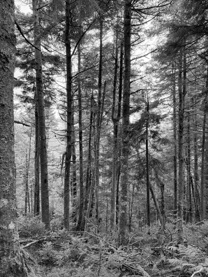 Vertical black and white photo of a ragged area of forest with thin-trunked evergreens and mostly bare deciduous trees. with broken branches and shrubbery along the bottom with a subtle kind of silvery glow, and a hazy pale gray background visible between the trees. There is part of the trunk of a much larger tree rising along the left edge. 