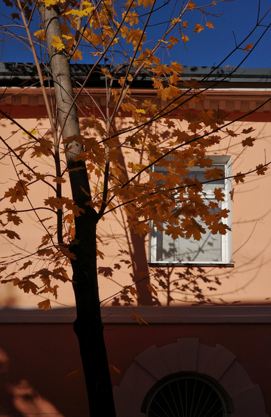 The foreground shows a maple tree with orange leaves. The background shows a light orange building. The maple tree casts a contrasting shadow on the building. A strip of blue sky is visible above the building.