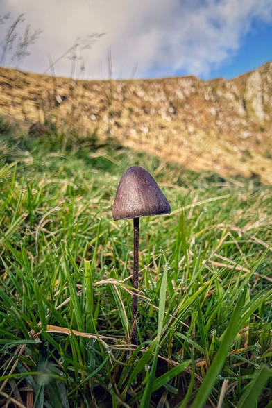 A low-angle, close-up photograph of a single, slender, dark-brown, bell-shaped mushroom standing tall amidst bright green grass. Dew drops are visible on the blades of grass in the foreground. In the blurry background, a dry, yellowish-brown hillside slopes upwards towards a slightly overcast blue sky. The focus is sharp on the mushroom and the surrounding grass.