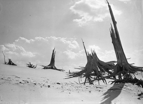 Eerie old tree trunks on dunes in broad daylight. Some clouds on the sky. ’ Fujita photographed the Indiana Dunes. Inspired by their stark beauty, he wrote: “With hideous grace, slip shadows, shadowless shadows glide about - glide through the bleached remains of trees. There is death everywhere.” '