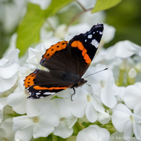 A butterfly on a flower.