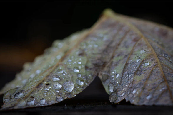 Macro photograph of the underside of a deciduous leaf with many water droplets of varying sizes