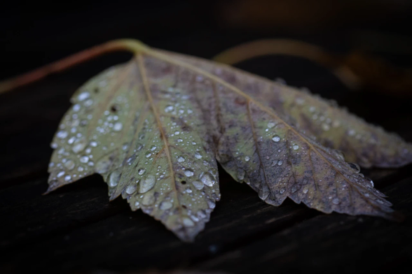 Macro photograph of the underside of a deciduous leaf with many water droplets of varying sizes