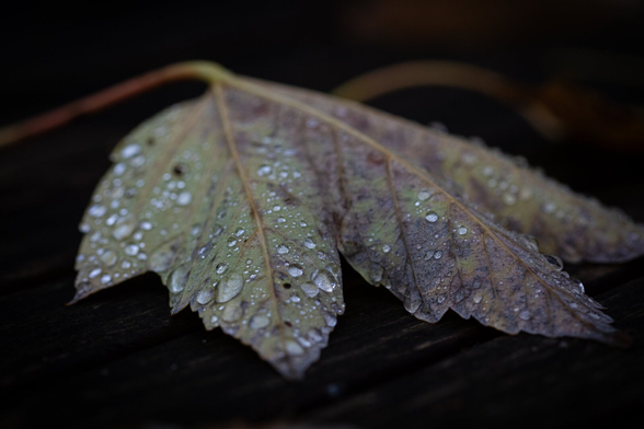 Macro photograph of the underside of a deciduous leaf with many water droplets of varying sizes