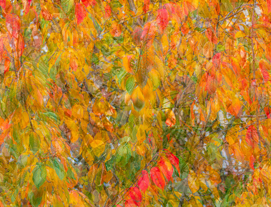 A vibrant autumn scene showing dense foliage in brilliant fall colors. The leaves display a stunning spectrum from golden yellow and bright orange to deep red and lingering green, creating a rich tapestry of seasonal color. The branches and leaves overlap in layers, with some appearing sharply focused while others blend into a soft, painterly background. A particularly vivid red leaf stands out prominently in the lower portion of the image. The overall effect captures the peak of autumn's transformation, with warm tones dominating the composition and hints of sky visible through the colorful canopy.