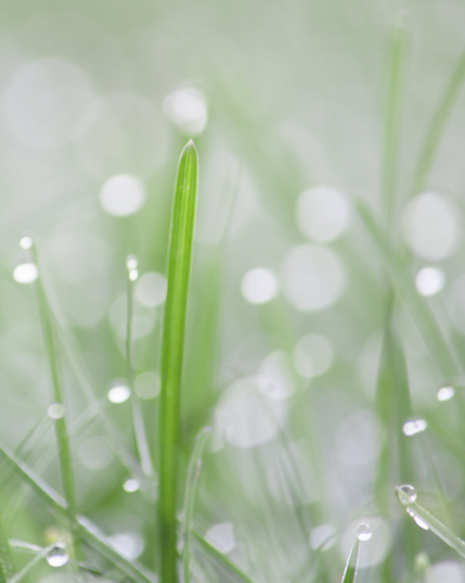 Subtle shot of grass with morning dew