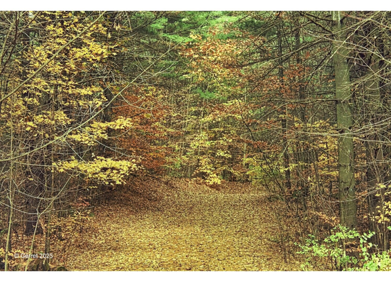 A serene autumn path covered in golden leaves winds through a forest with vibrant yellow and orange foliage. The scene conveys tranquility and warmth.