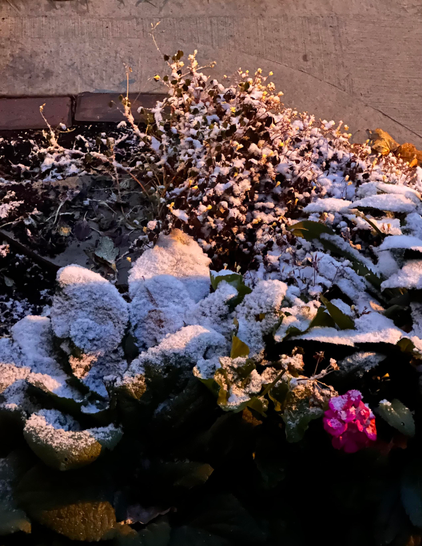 Snow covering on some plants and flowers in a garden.