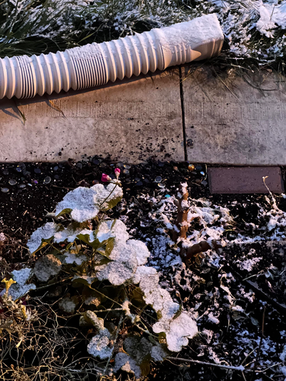 Snow covering on some plants and flowers in a garden.