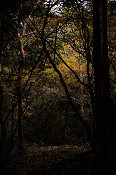 A dark forest scene with intertwined branches, revealing subtle autumn colors among the trees in the background.