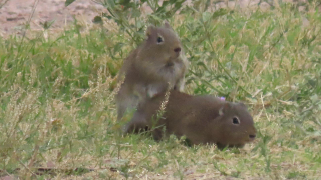 Zwei Cuis "beschäftigen" sich miteinander.