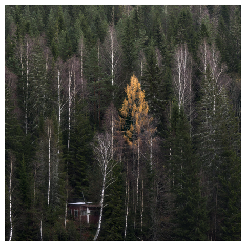 En fyrkantig bild på ett litet rött hus i en skog på ett berg med granar och björkar. Alla björkar är lövfria utom en med orangea löv. 