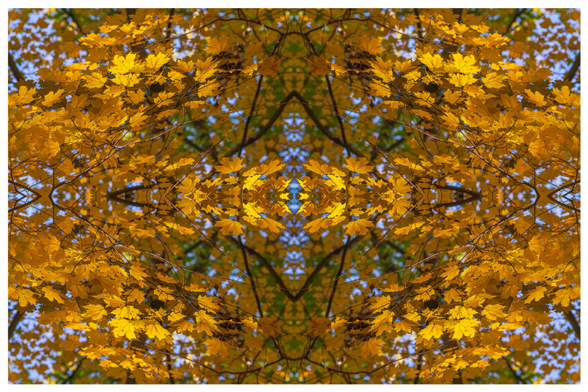 Abstract photograph created using a single photo of golden fall maple leaves with dark branches and patches of blue sky. The photo is created by copying the original and then flipping the copy horizontally. The original and the copy are joined at the flip point and then both are copied, flipped vertically, and the resulting copies are then joined at the flip point. The result is four quadrant image with each quadrant a mirror of the quadrants opposing it. The appearance is similar to what one would see in a four mirror kaleidoscope and it creates multiple abstract objects and lines especially at or near where one photo attaches to another.