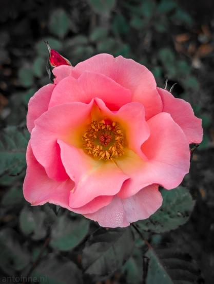 A single, vibrant pink rose in full bloom, set against a dark, desaturated background. Its petals transition from a rich, almost coral pink at the edges to a softer, light pink and yellow-gold hue near the center. The center of the flower features a cluster of golden-yellow stamens, providing a warm, contrasting focal point.