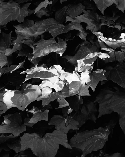 Minimalist, black-and-white landscape photograph with light running over ivy

Photography by Al Keddie