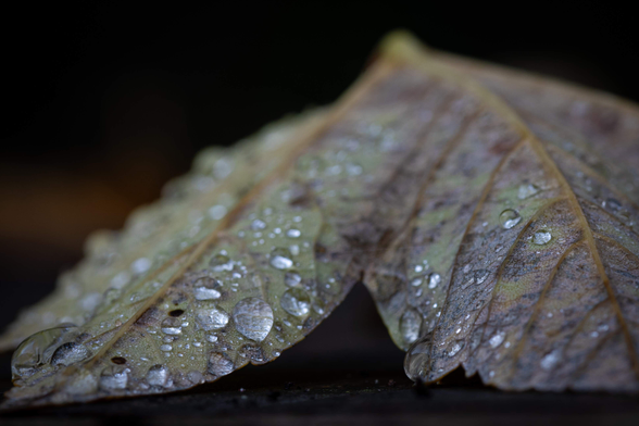 Macro photograph of the underside of a deciduous leaf with many water droplets of varying sizes