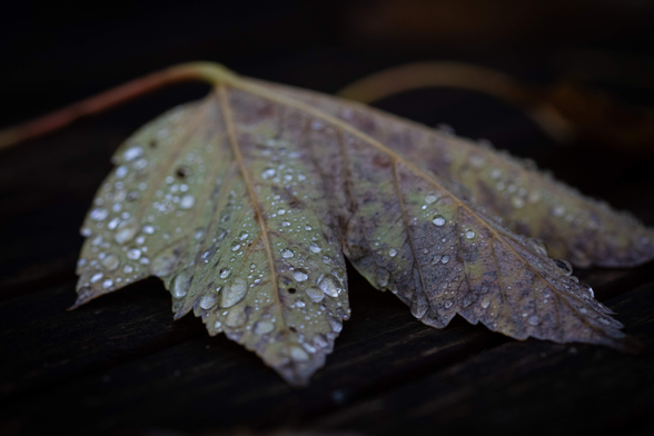 Macro photograph of the underside of a deciduous leaf with many water droplets of varying sizes