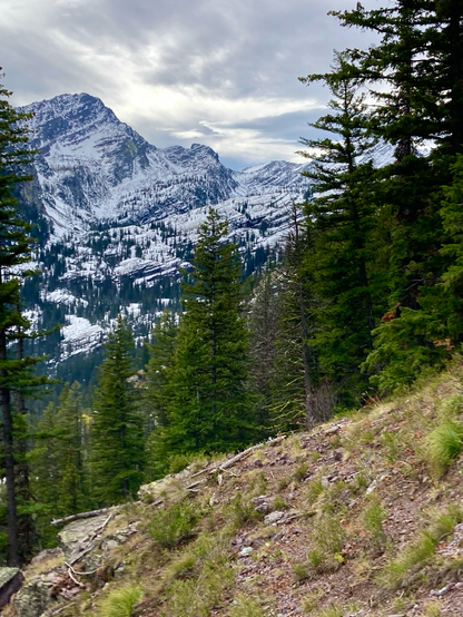 A steep slope of spartan grass angles up to the right, as does the dense evergreen forest that parallels it. The upper left half of the image are snowy mountains that are forest lower and rock and ice closer to their summits. The dim sky is shades of gray.