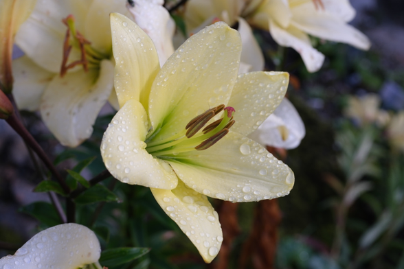 A flower of a white lily.