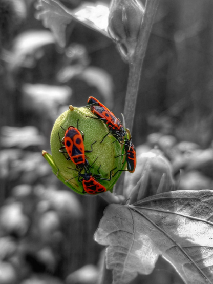 Bearbeitete Schwarz-Weiß-Fotografie einer geschlossenen Hibiskusblüte, die von vier Feuerwanzen belagert wird. Nur die grüne Hibiskusblüte und die vier roten Feuerwanzen mit schwarzer Zeichnung sind farbig dargestellt, alles andere, wie Stängel oder Blätter der Pflanze, ist schwarz-weiß. 