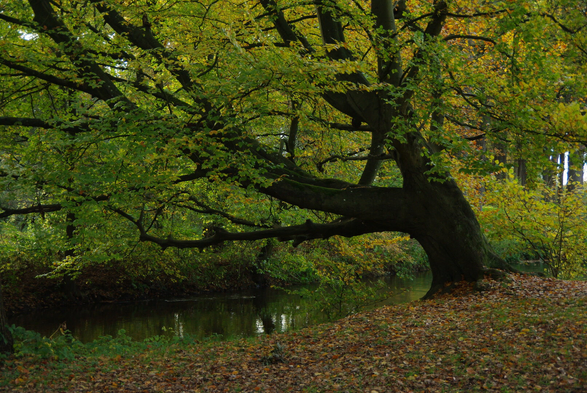A tree leaning towards a small river, the branches of which still have mainly green leaves, but also some autumnal yellow, just like the trees in the background