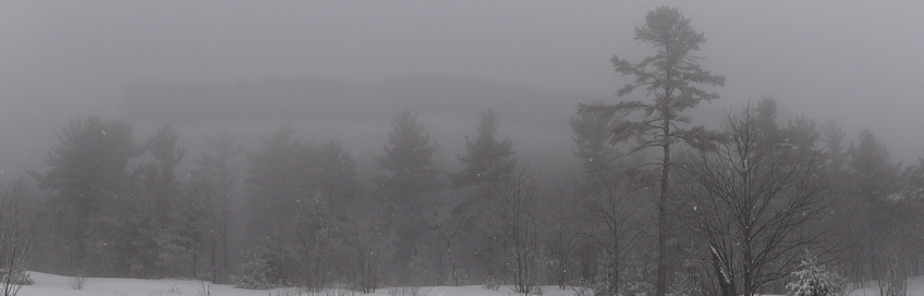 A panoramic picture of pine and spruce trees that are only visible in silhouette through the heavy falling snow.