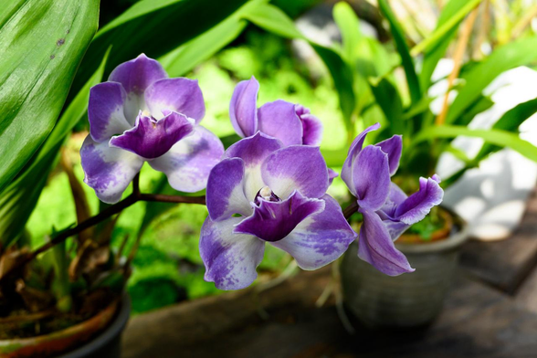 植木鉢から通路側に伸びた枝先で咲いている紫のジゴニシア ムラサキコマチ。/ 2025.11.03 京都府立植物園・観覧温室: ラン・アナナス室から