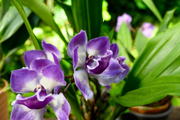 ジゴニシア ムラサキコマチの花を上から撮った様子。/ 2025.11.03 京都府立植物園・観覧温室: ラン・アナナス室から