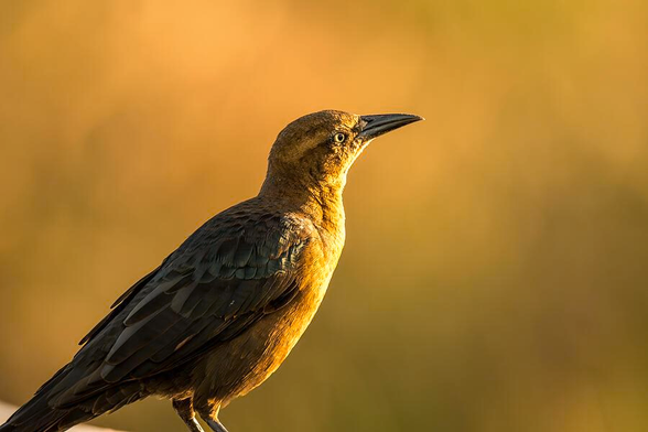 A bird with glossy feathers perches on a branch, bathed in warm sunlight. The background features a soft, blurred bokeh effect. Photography by Debra Martz