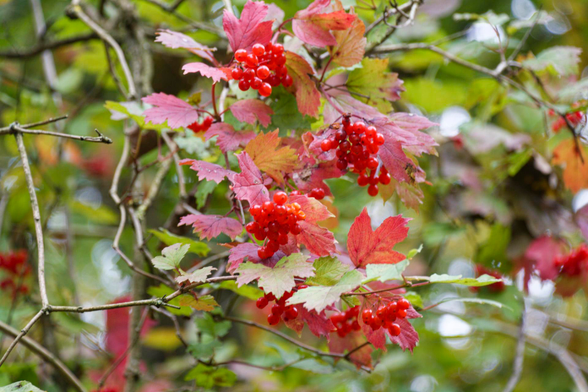 A bunch of very red berries hang of branches in a tree. Some leaves are as red as the berries.