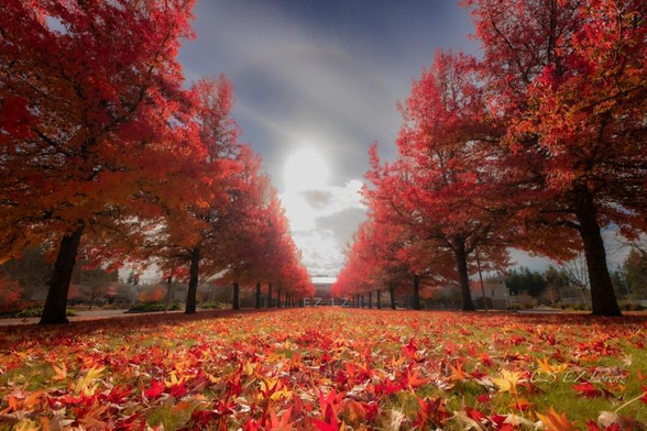 Autumn scene with vibrant red and orange maple trees lining a path. Fallen leaves blanket the ground. A bright sun peeks through a cloudy sky, creating a serene atmosphere.