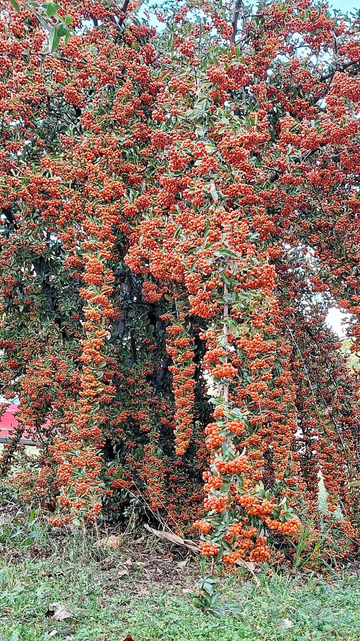 A vibrant, tall shrub or small tree, heavily laden with clusters of bright orange-red berries. The berries cover most of the plant, hanging down in dense, thick ropes against the backdrop of small, dark green leaves.